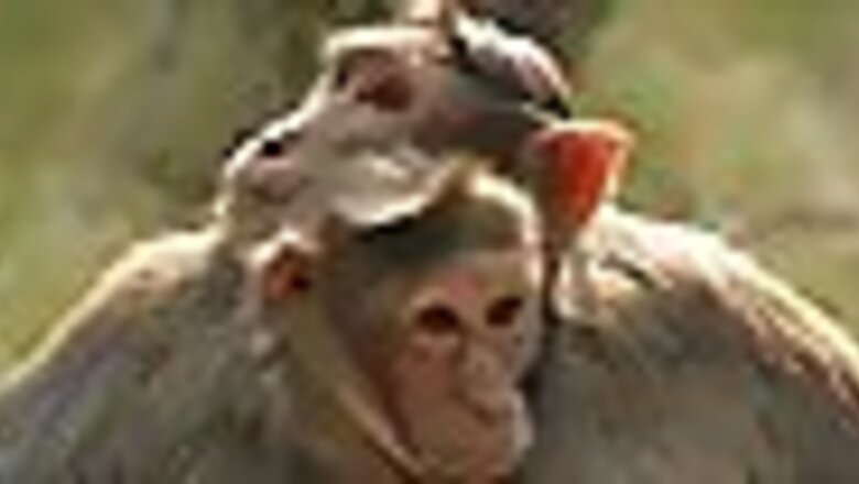 Poisoning of monkeys: Suspect surrenders