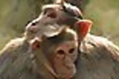 Poisoning of monkeys: Suspect surrenders