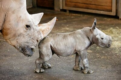 Scientists Successfully Transfer 1st Test Tube Rhino Embryo