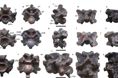 Fossils Of Possibly Largest Snake To Have Ever Lived Found In Gujarat's Kutch: Scientists