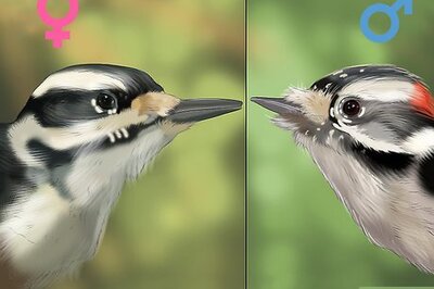 How to Tell the Difference Between Downy and Hairy Woodpeckers