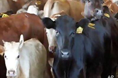 Now horoscopes for cattle in Ranchi