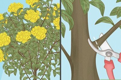 How to Prune Tecoma stans