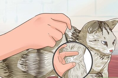 How to Check Cats for Worms