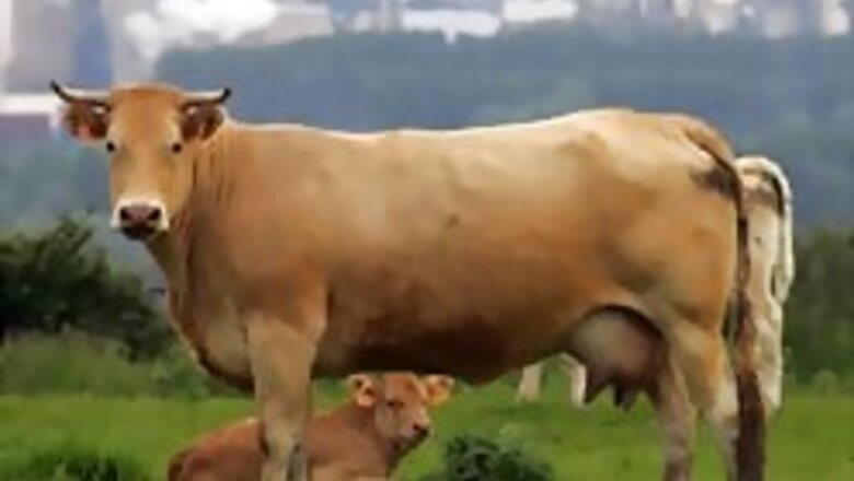 Bond girl Gemma learns how to milk a cow!