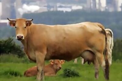Bond girl Gemma learns how to milk a cow!