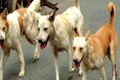 Eight-Year-Old Attacked By Stray Dogs in Jharkhand’s Palamu