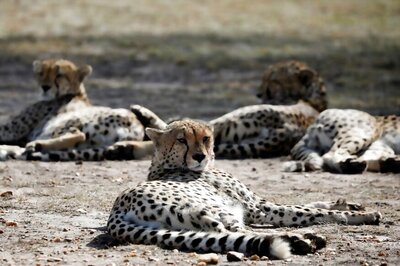 Soon, African Cheetahs Could Return to India as SC Clears Project; Rajasthan, MP Selected as Their 1st Home