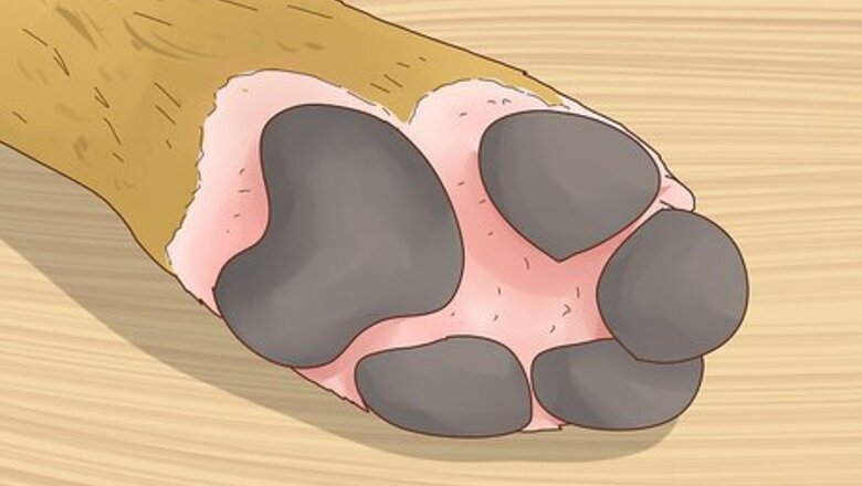 How to Treat Allergic Dermatitis in Dogs