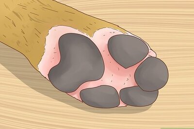 How to Treat Allergic Dermatitis in Dogs