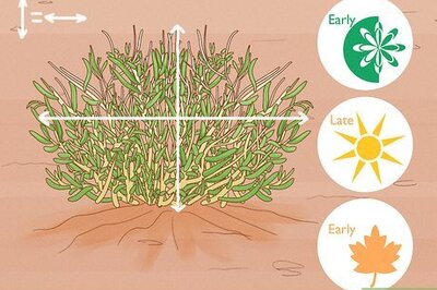 How to Divide a Phlox Plant