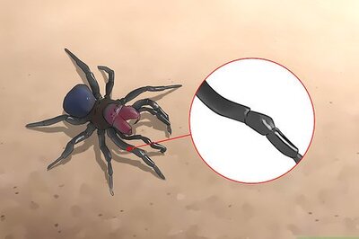 How to Identify a Mouse Spider