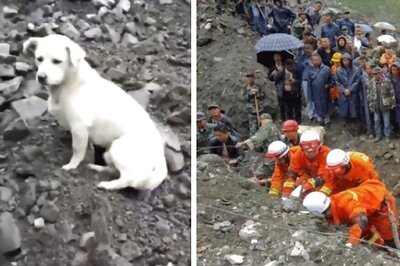 Dog in Forlorn Search For Owner After China Landslide: State Media
