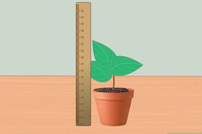 How to Measure Growth Rate of Plants