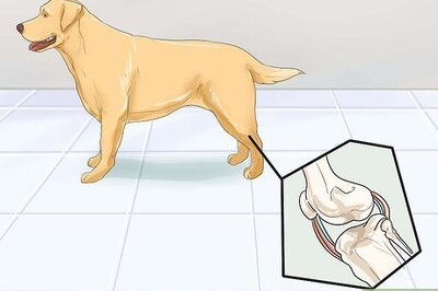 How to Help Dogs with Joint Problems and Stiffness
