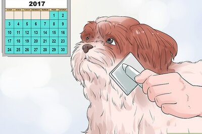 How to Groom a Shih Tzu at Home