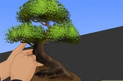 How to Care for a Chinese Elm Bonsai Tree