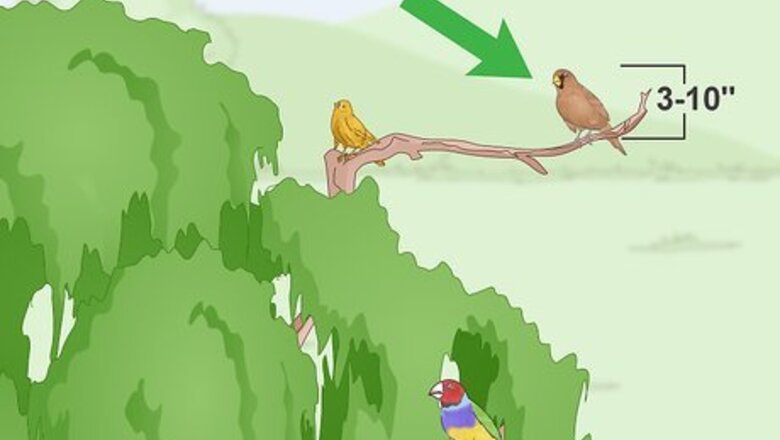 How to Identify a Finch
