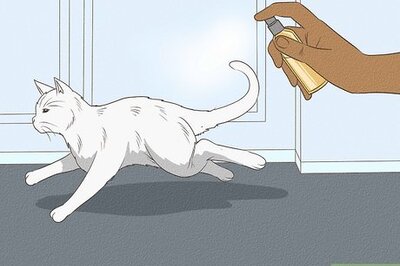 How to Keep Cats Out of the House