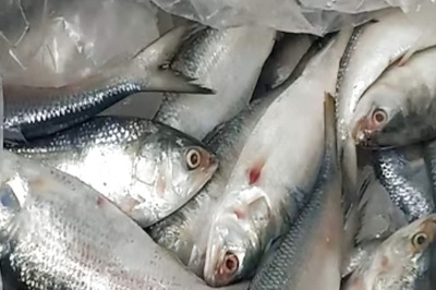 In Bengal's Malda, Hilsa Fish Thief Caught Red-handed In Market