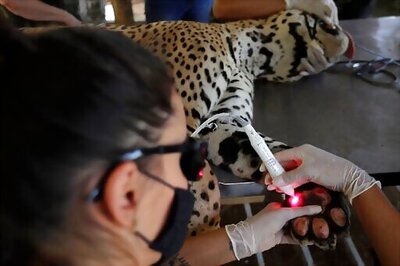 Brazil Vets Work To Heal Jaguars Burned In Pantanal Wildfire