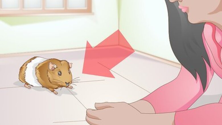 How to Spot Foot Sores on Guinea Pigs