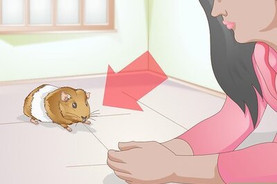 How to Spot Foot Sores on Guinea Pigs