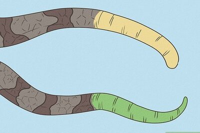 Baby Copperhead Snake Identification: 6 Things to Look For