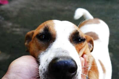 National Pet Day 2024: Embracing the Individuality of Indie Pets