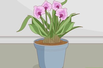 How to Divide Cymbidium Orchids