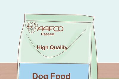 How to Care for a Pregnant Dog