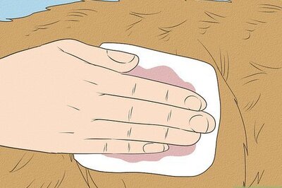 How to Stop a Dog from Bleeding