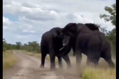 Not Your Usual Cute Tuskers, Elephants Have A Go At Each Other In Epic Faceoff