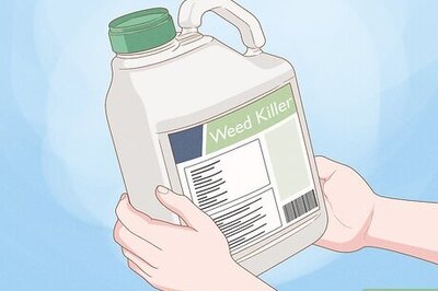 How to Get Rid of a Wild Rose Bush