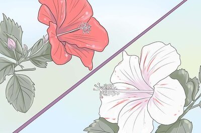 How to Plant Hibiscus