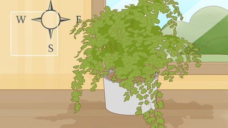 How to Grow a Maidenhair Fern