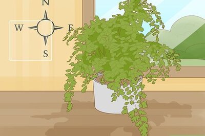 How to Grow a Maidenhair Fern