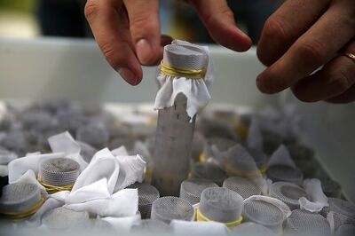 359 Fresh Cases in Last 11 Days as Dengue Tightens Its Grips in Ahmedabad