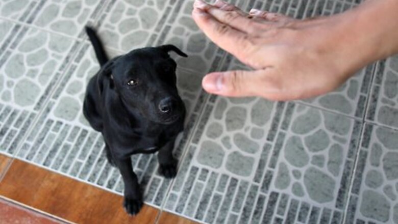 How to Tame Your Dog
