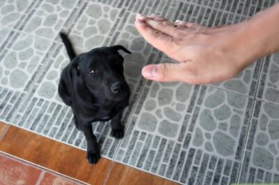 How to Tame Your Dog