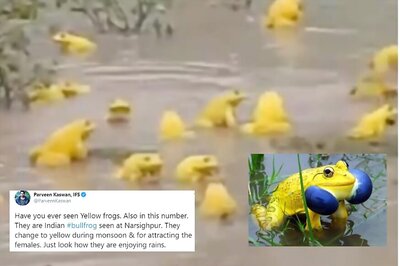 Yellow Frogs Seen in Madhya Pradesh Startle Twitterati but are They Related to Covid-19 or Locusts?