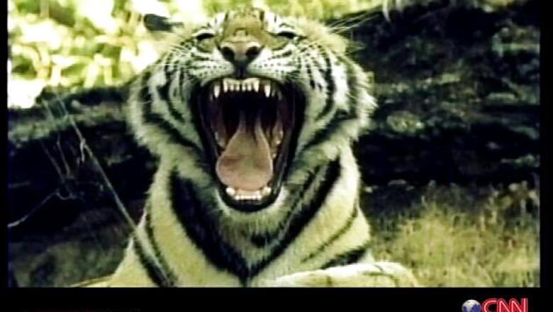 Tigress found dead in Billigiri Ranga Temple reserve
