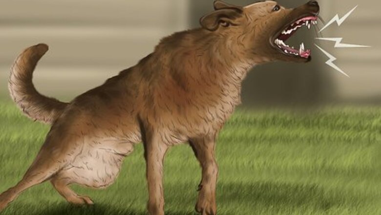 How to Approach an Unfamiliar Dog