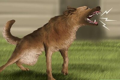 How to Approach an Unfamiliar Dog