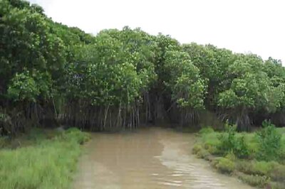 Mangrove Forest Withstood Cyclone Amphan, Saved Odisha's Bhitarkanika National Park