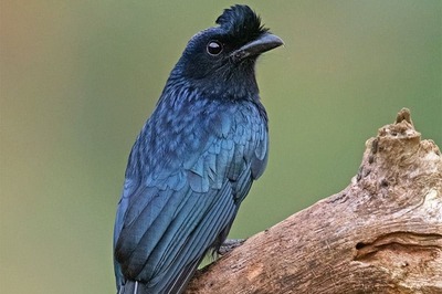 This Bird, Referred To As Kotwal In India, Can Perfectly Mimic 40 Other Species