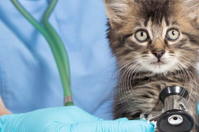 Happy World Veterinary Day 2022: Wishes, Images, Status, Quotes, Messages and WhatsApp Greetings to Share