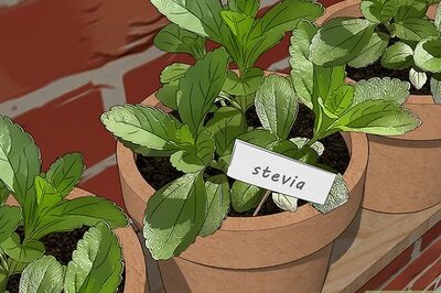 How to Grow Stevia