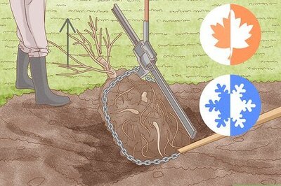 How to Remove Large Shrubs Safely
