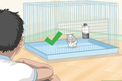 How to Train a Hamster to Run Through Tunnels